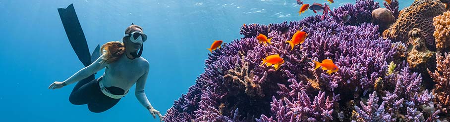 The Great Barrier Reef
