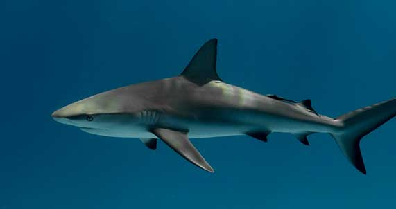 Shark