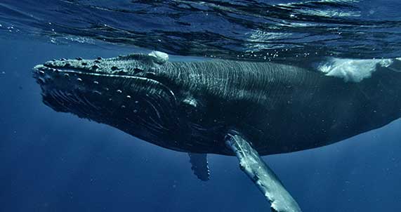 Whale